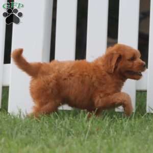 Jenna, Mini Goldendoodle Puppy