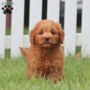 Jenna, Mini Goldendoodle Puppy