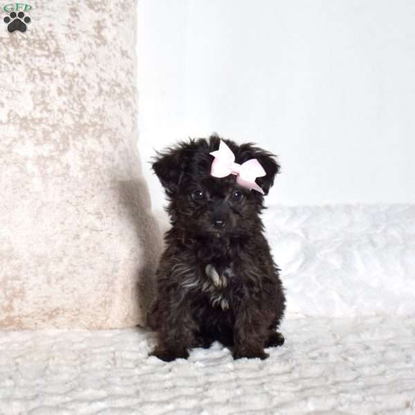 Jenny, Yorkie Poo Puppy