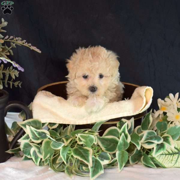 Jenny, Maltipoo Puppy