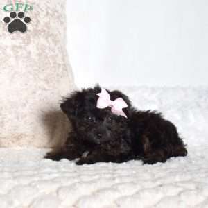 Jenny, Yorkie Poo Puppy