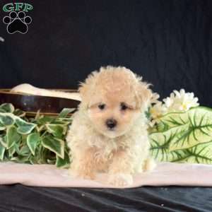 Jenny, Maltipoo Puppy