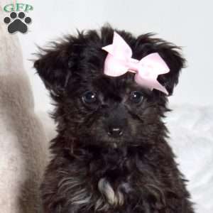 Jenny, Yorkie Poo Puppy