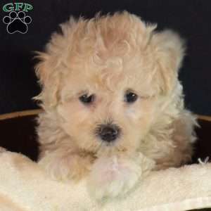 Jenny, Maltipoo Puppy