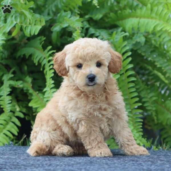 Jenson, Bich-Poo Puppy