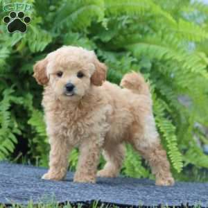 Jenson, Bich-Poo Puppy