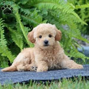 Jenson, Bich-Poo Puppy