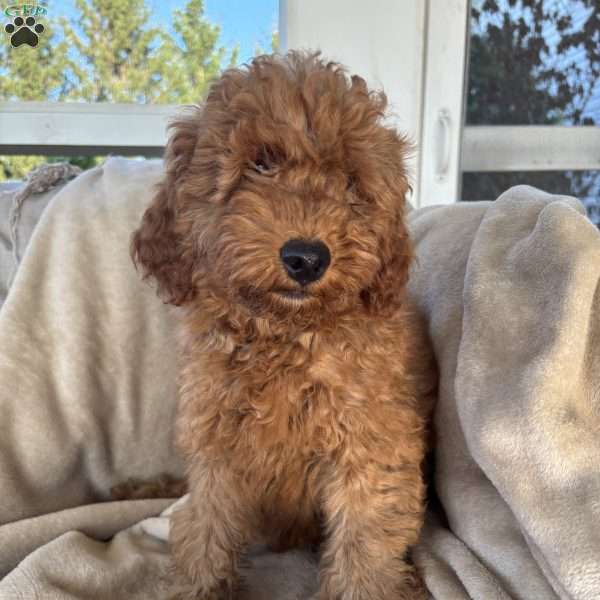 Jeremiah, Mini Goldendoodle Puppy