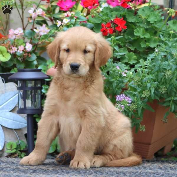 Jerry, Golden Retriever Puppy