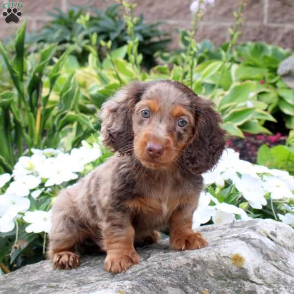 Jersey, Dachshund Puppy