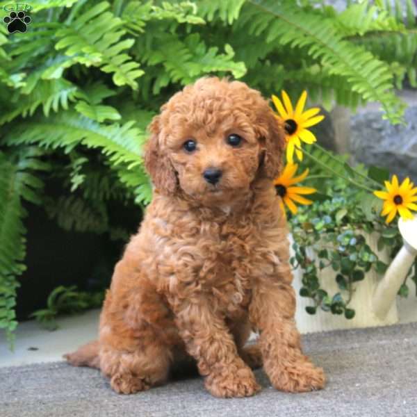 Jessica, Cockapoo Puppy