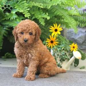Jessica, Cockapoo Puppy