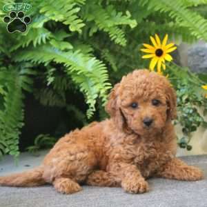 Jessica, Cockapoo Puppy