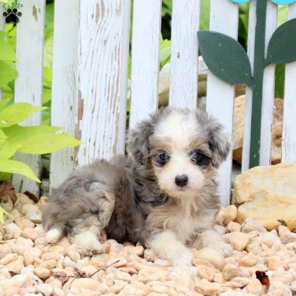 Jessie, Mini Aussiedoodle Puppy