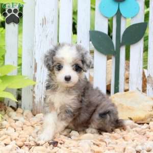 Jessie, Mini Aussiedoodle Puppy