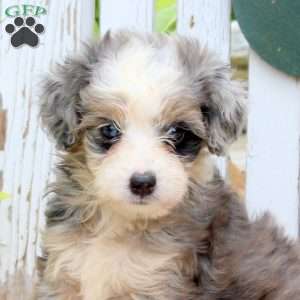 Jessie, Mini Aussiedoodle Puppy