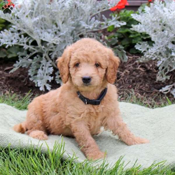Jet, Mini Goldendoodle Puppy