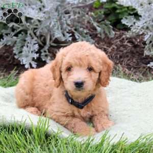Jet, Mini Goldendoodle Puppy