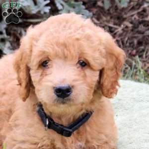 Jet, Mini Goldendoodle Puppy
