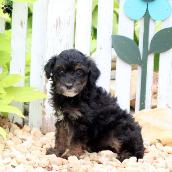 Jewel, Mini Aussiedoodle Puppy