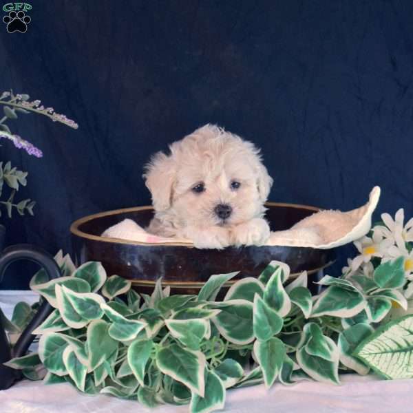 Jewel, Maltipoo Puppy