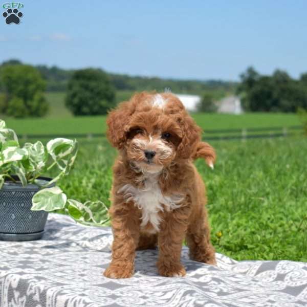 Jewel, Miniature Poodle Puppy
