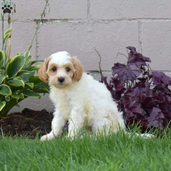 Jewel, Miniature Poodle Mix Puppy
