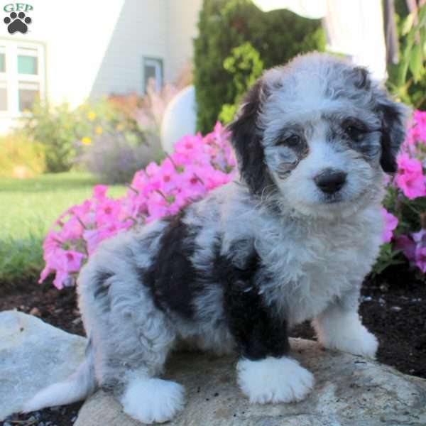 Jewel, Bernedoodle Puppy