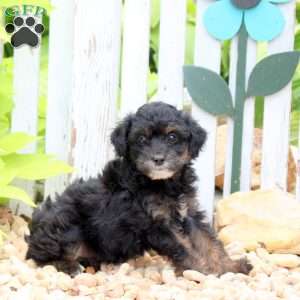 Jewel, Mini Aussiedoodle Puppy