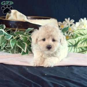 Jewel, Maltipoo Puppy