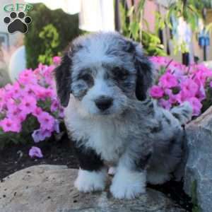 Jewel, Bernedoodle Puppy