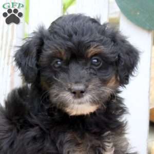 Jewel, Mini Aussiedoodle Puppy