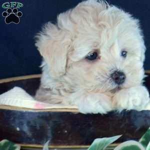 Jewel, Maltipoo Puppy