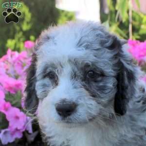 Jewel, Bernedoodle Puppy
