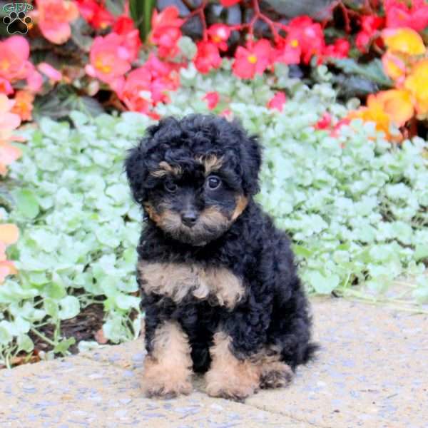 Jewelry, Toy Poodle Puppy
