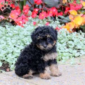 Jewelry, Toy Poodle Puppy