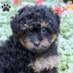Jewelry, Toy Poodle Puppy