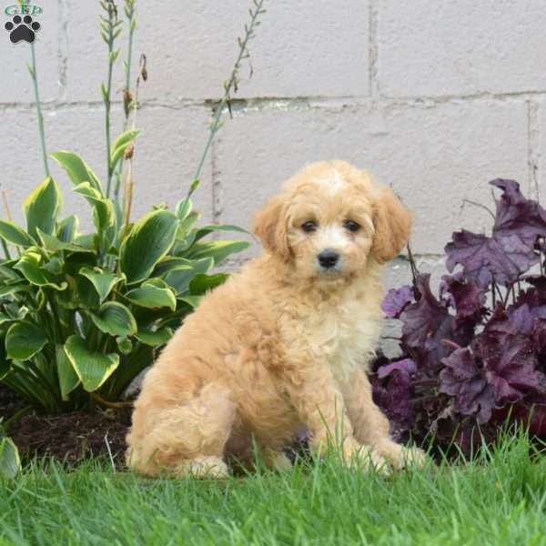Jiffy, Miniature Poodle Mix Puppy