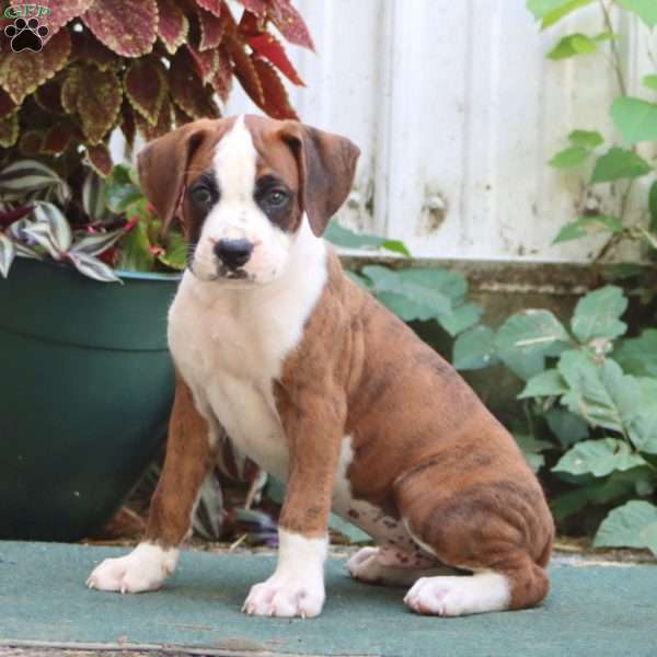 Jiffy, Boxer Puppy