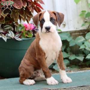 Jiffy, Boxer Puppy