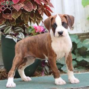 Jiffy, Boxer Puppy
