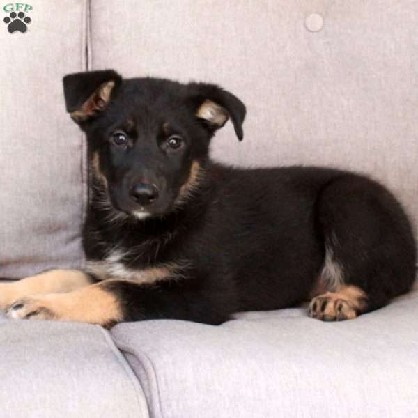Jill, German Shepherd Mix Puppy
