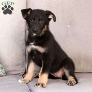 Jill, German Shepherd Mix Puppy