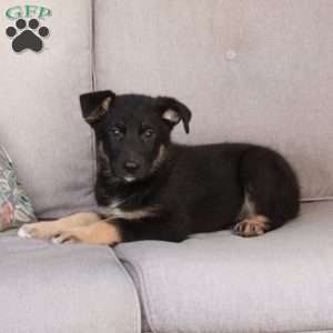 Jill, German Shepherd Mix Puppy