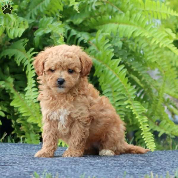 Jill, Bich-Poo Puppy