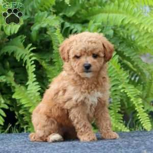 Jill, Bich-Poo Puppy
