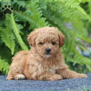 Jill, Bich-Poo Puppy