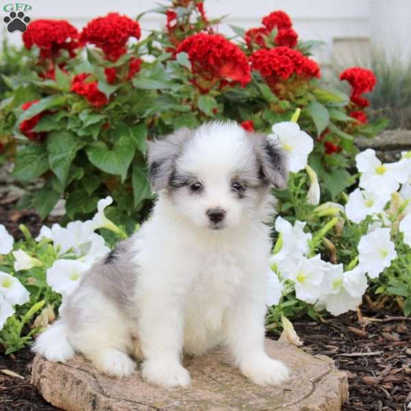 Jimmy, Maltipoo Puppy
