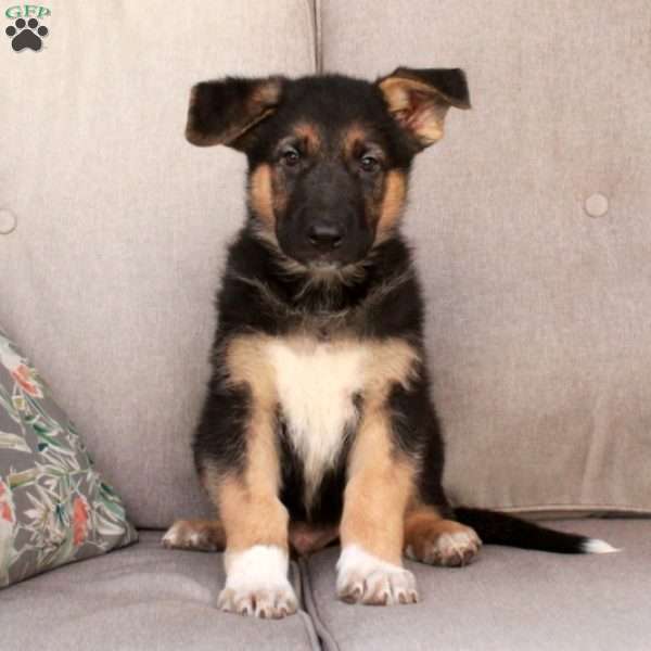Jimmy, German Shepherd Mix Puppy