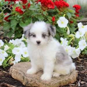 Jimmy, Maltipoo Puppy